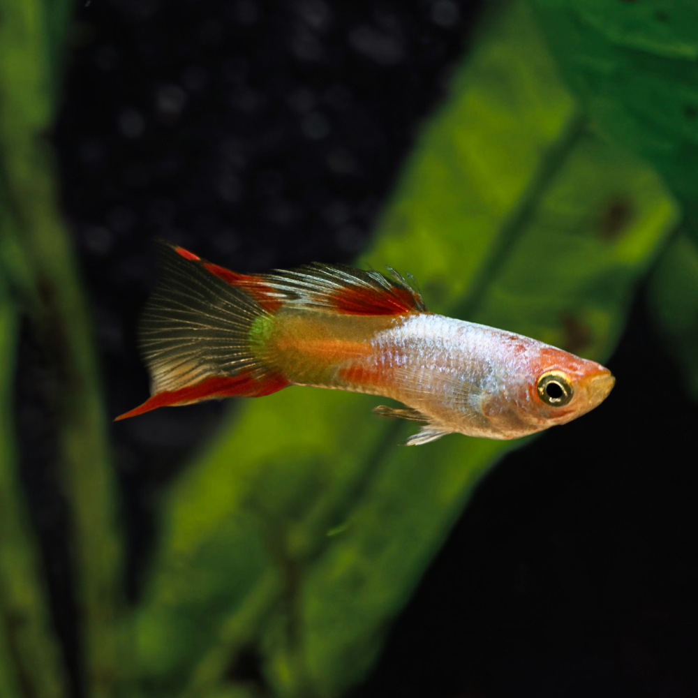 Metallic Silver Red Endler Male swimming in tank with java fern