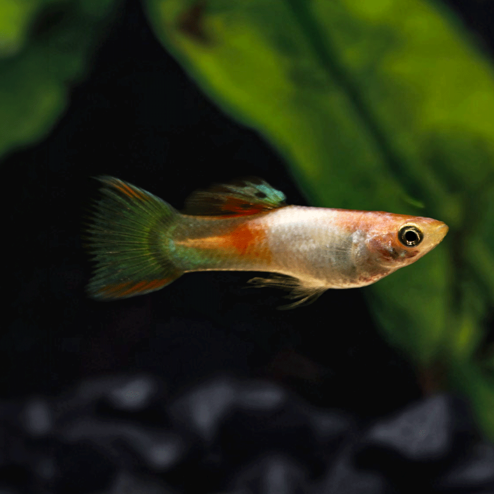Metallic Silver Red Endler fish with green and orange colors swimming in an aquarium with plants behind