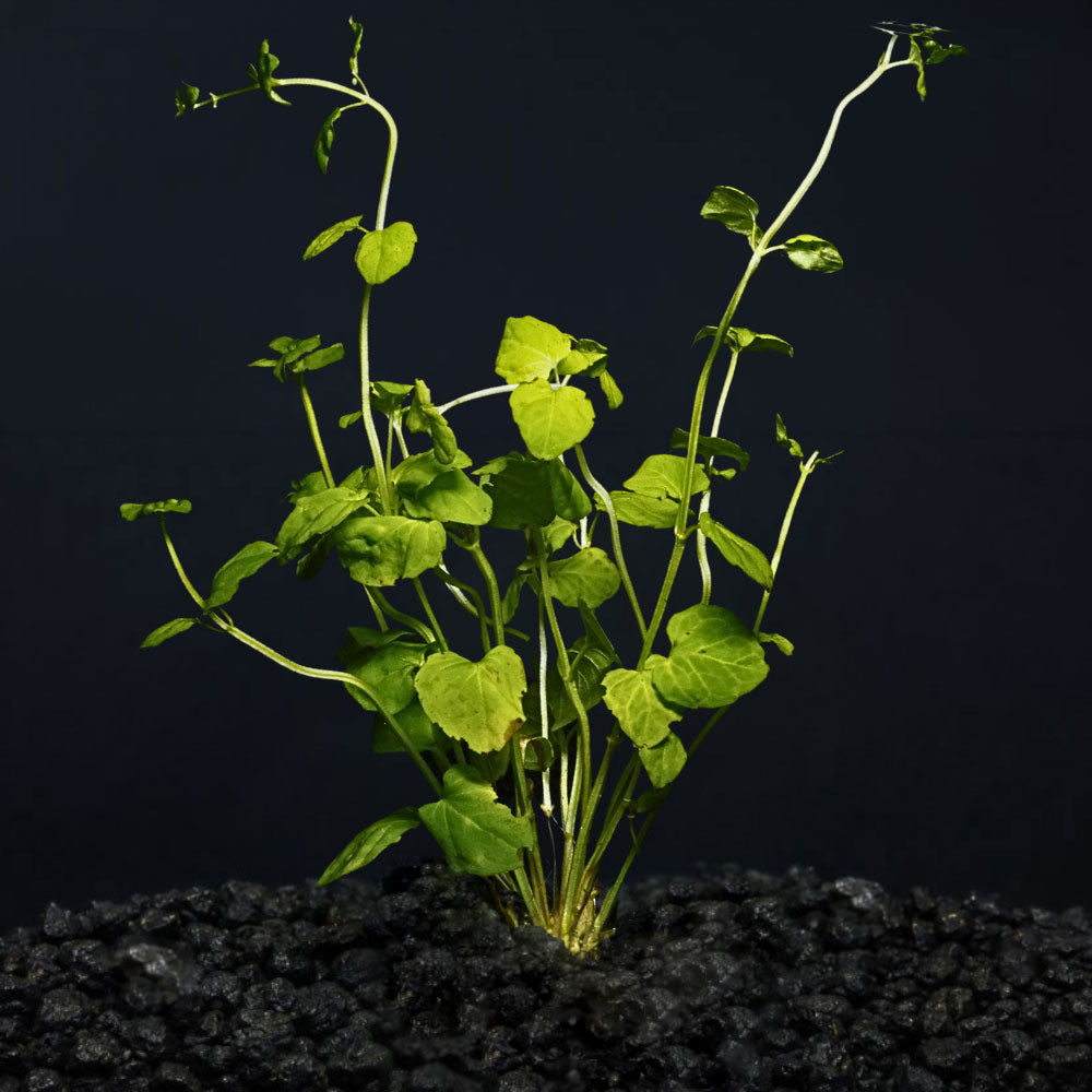 A small green leafy Mint Charlie growing from dark black substrate against a dark background