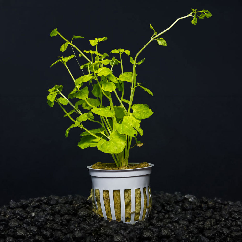 Mint Charlie aquarium plant potted 