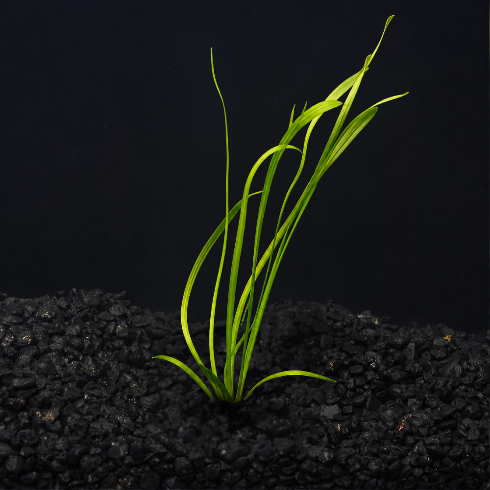 Tissue Culture Plants