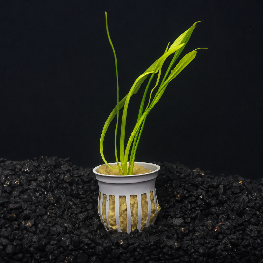 A live aquarium plant, Narrow Leaf Sagittariain a pot set against a solid black background.