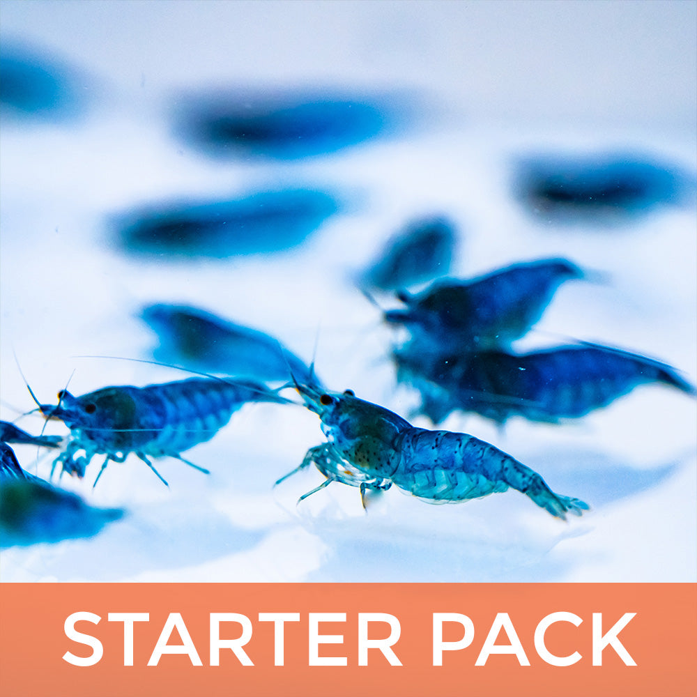 Neocaridina Shrimp Starter Pack