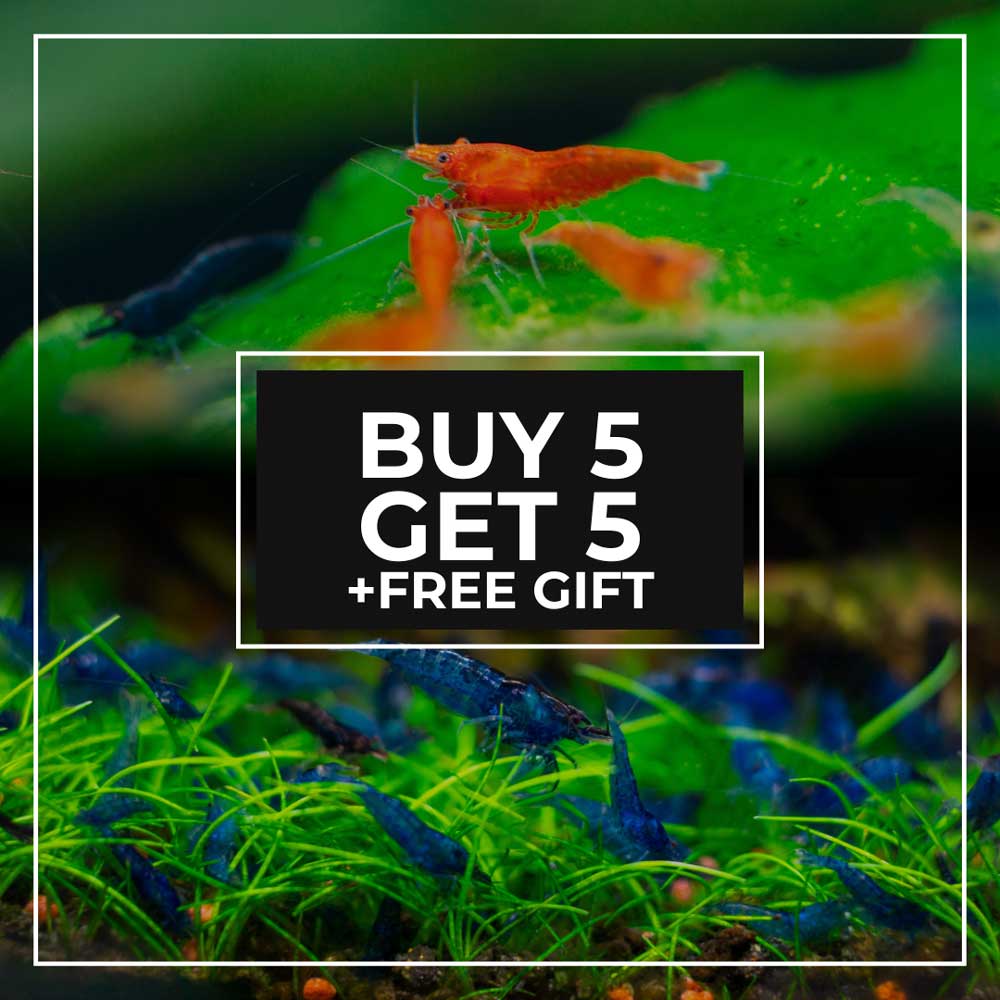 Neocaridina Shrimp Sale | Buy 5, Get 5