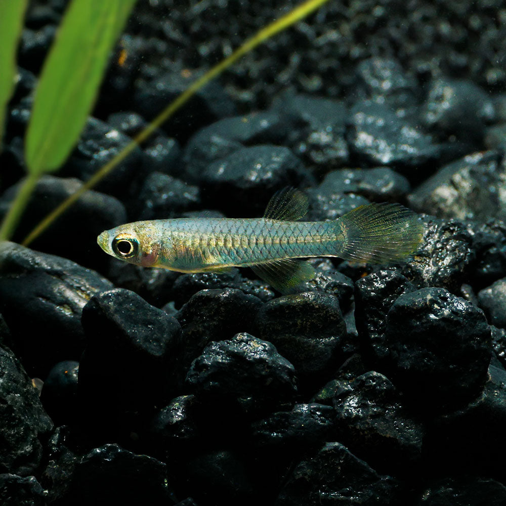 Norman Lampeye Killifish | Poropanchax normani