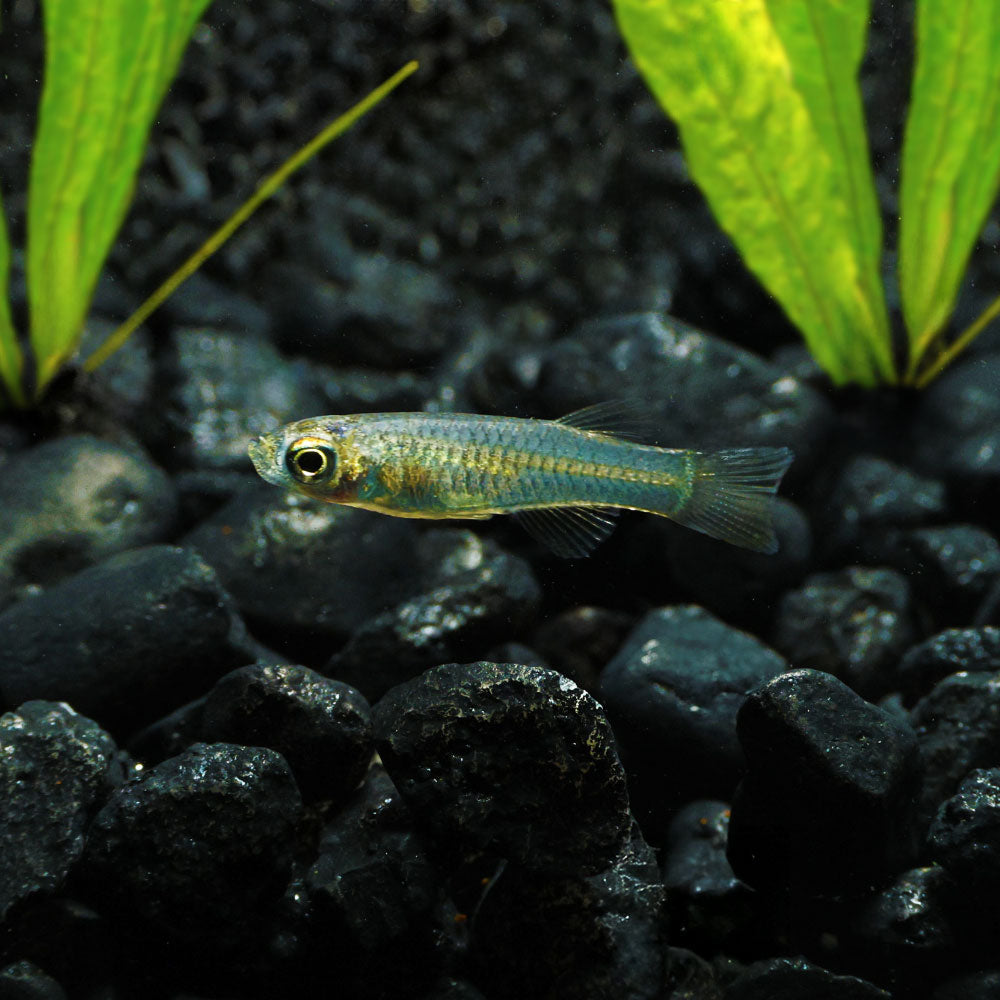 Norman Lampeye Killifish
