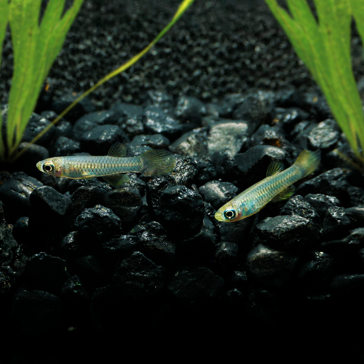 Norman Lampeye Killifish | Poropanchax normani