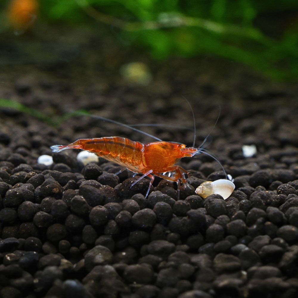 A live Orange Eye Red Devil Shrimp on a bed of gravel substrate standing next to a small white shell in an aquarium.