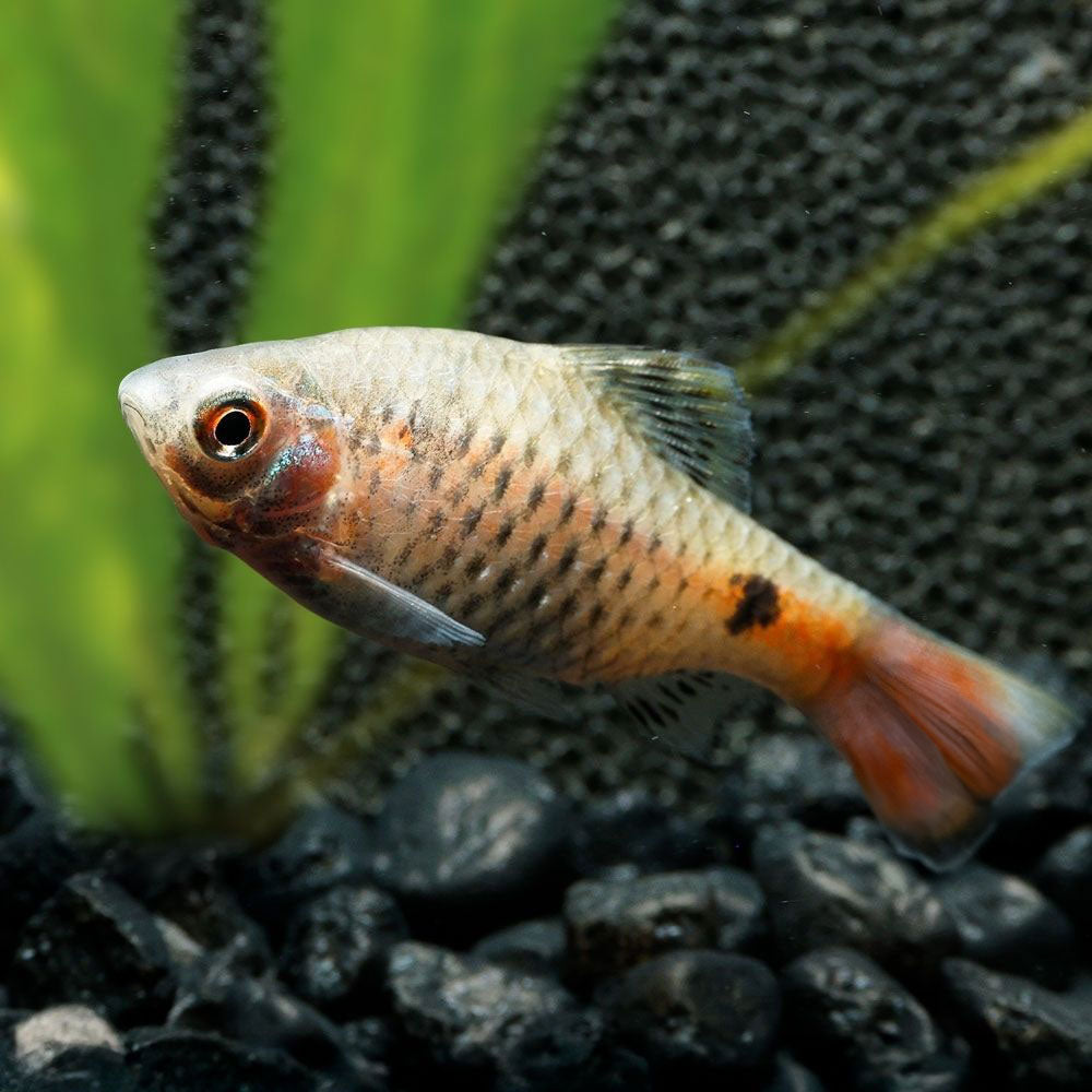 Odessa Barb | Puntius padamya
