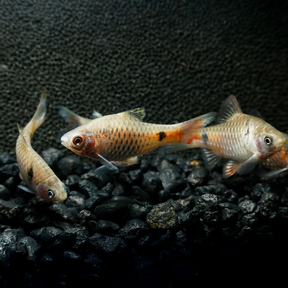 Odessa Barb | Puntius padamya