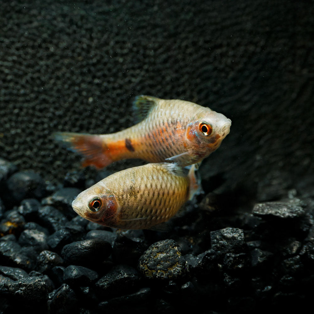 Odessa Barb | Puntius padamya