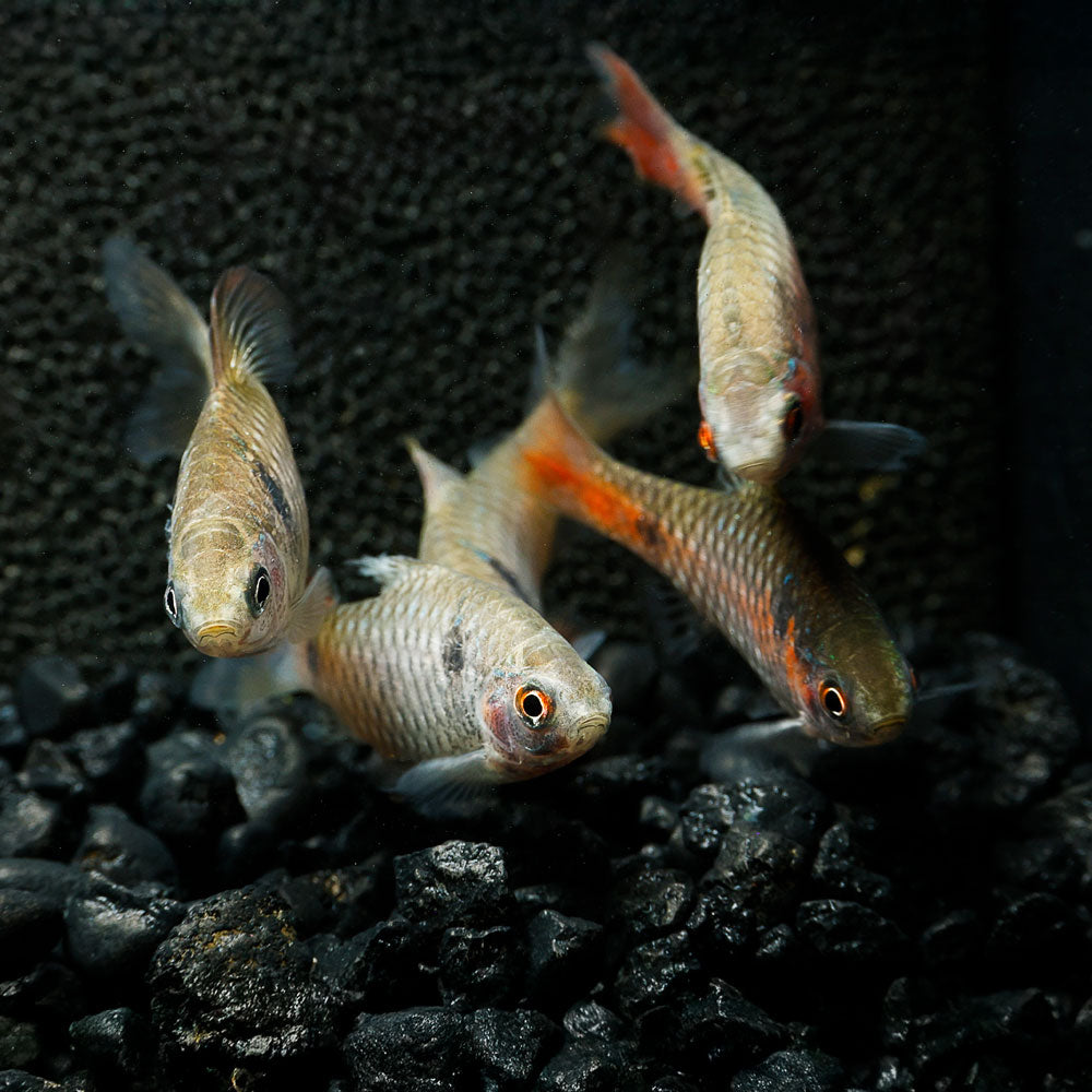 Odessa Barb | Puntius padamya