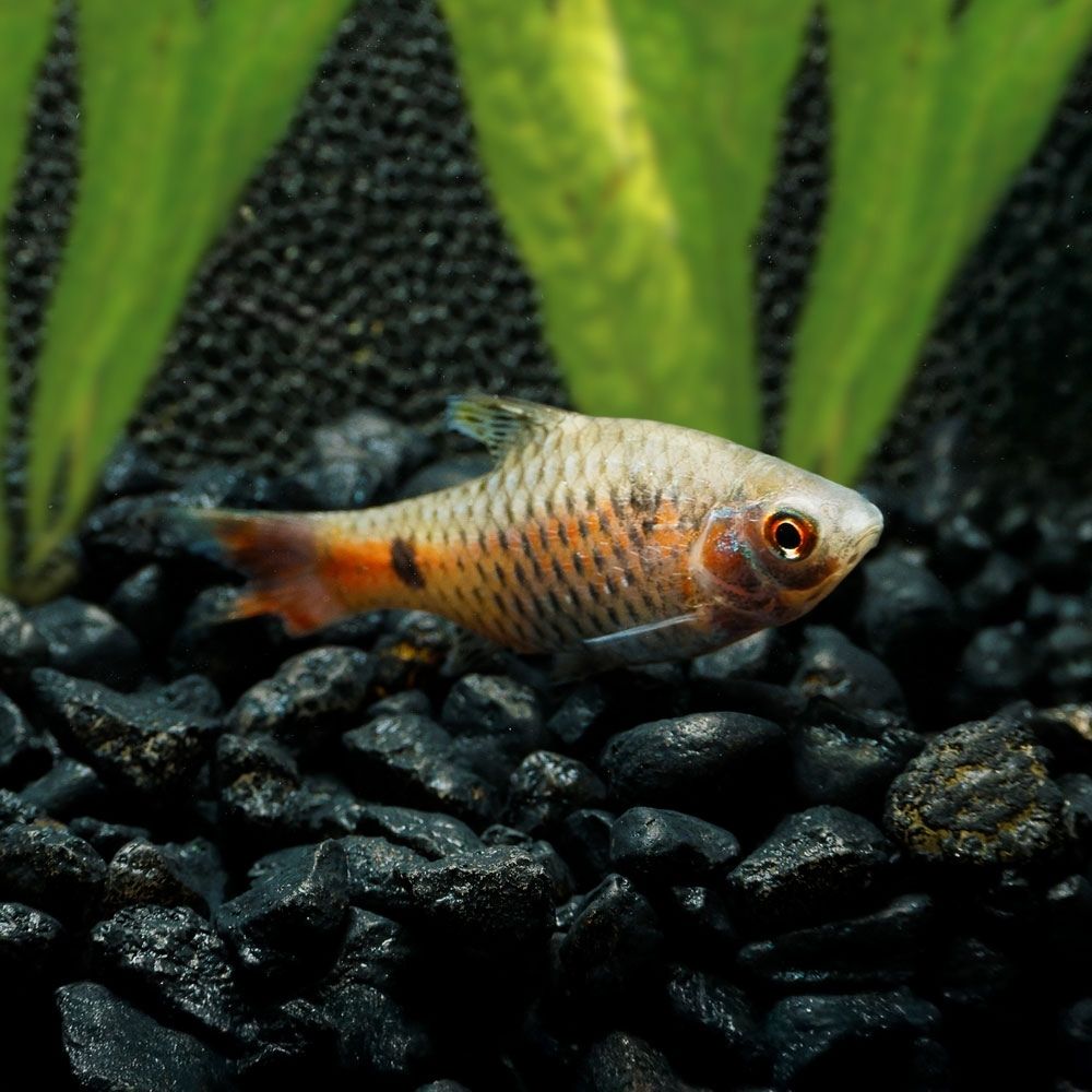 Odessa Barb in an aquarium with black pebbles and green plants