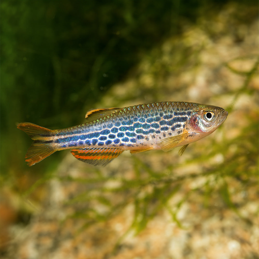 Danic Fish Discover the Beauty of the Orange-Finned Danio: Danio kyathit - Flip ...