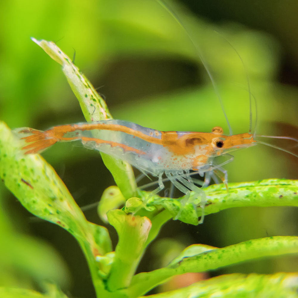 Orange Rilli Orange Rili Shrimp | orange neocaridina shrimp - Flip Aquatics