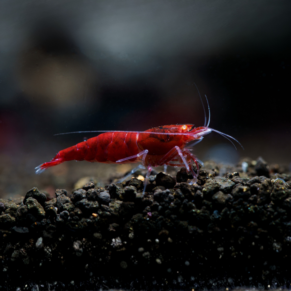 A bright red Orange Eye Red Devil Shrimp standing on dark gravel substrate in a dark aquarium