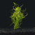 Pogostemon Stellatus Narrowleaf