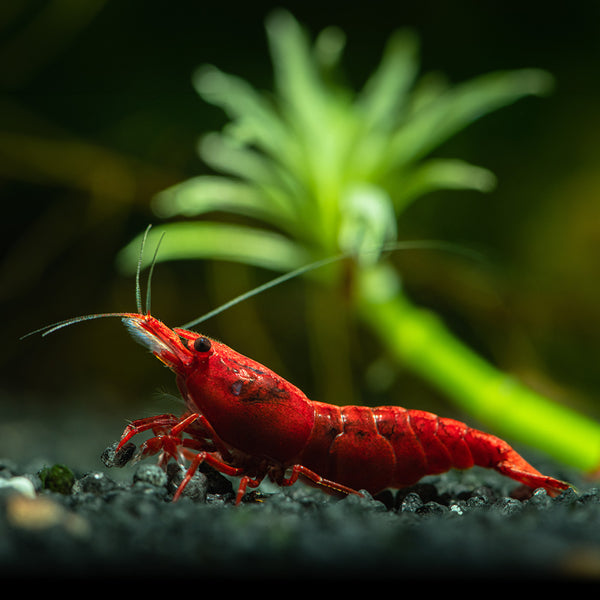 Painted Fire Red Shrimp - High-Grade Cherry Shrimp for Sale