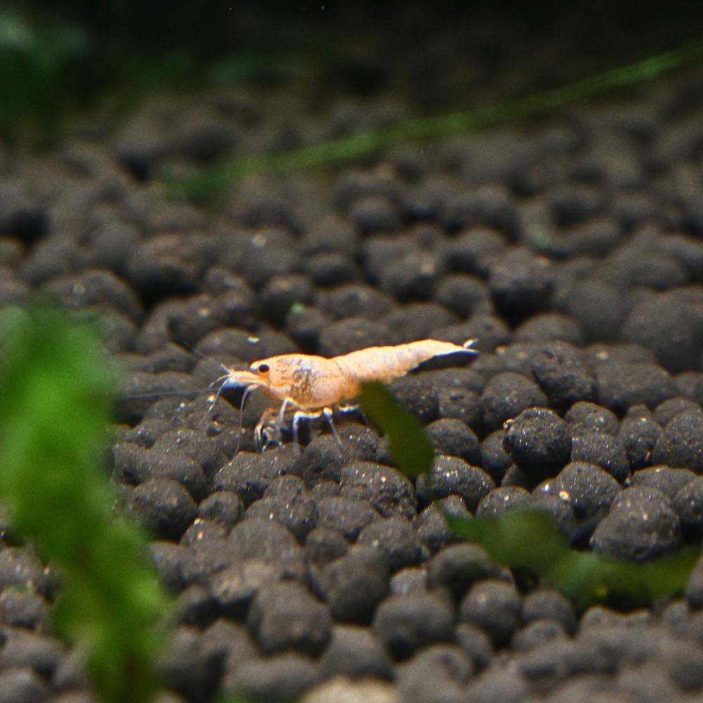 Peach Steel Shrimp 