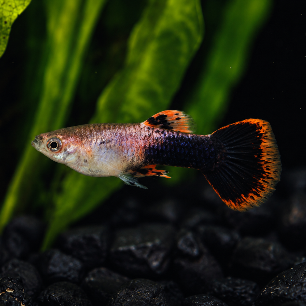 Pink Tuxedo Guppy