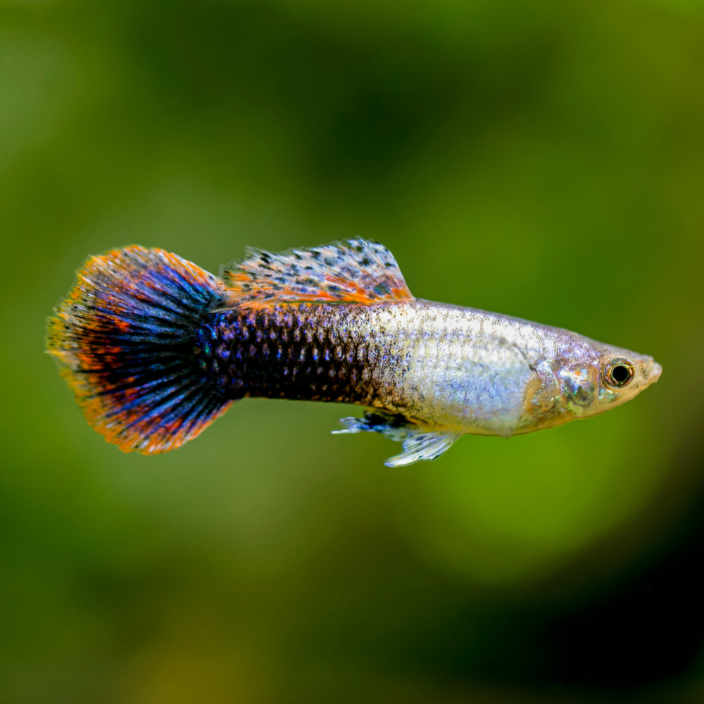 Pink Tuxedo Guppy fish with a blurred green background