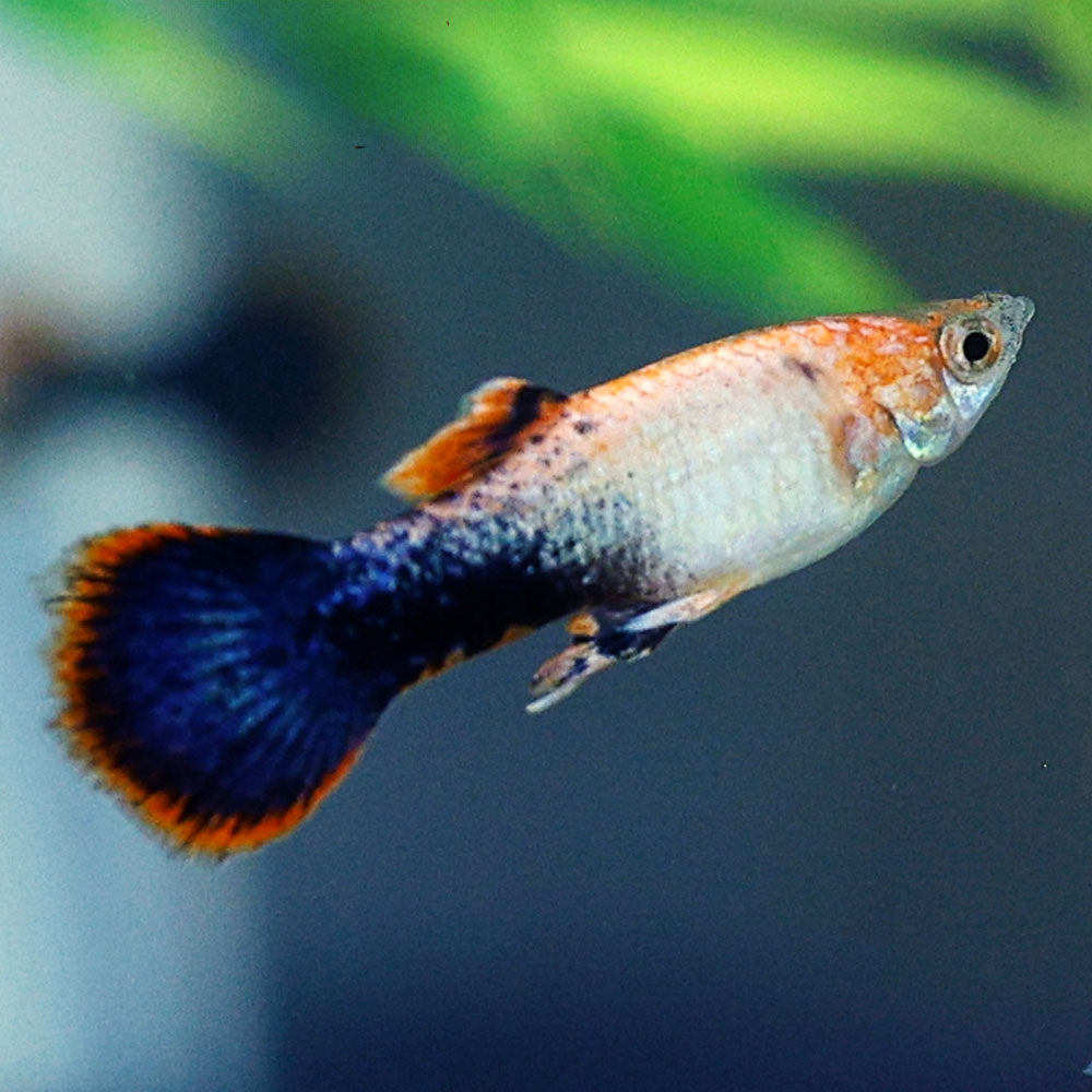 Shop Pink Tuxedo Guppies | Pink Tuxedo Guppy for Sale Online 