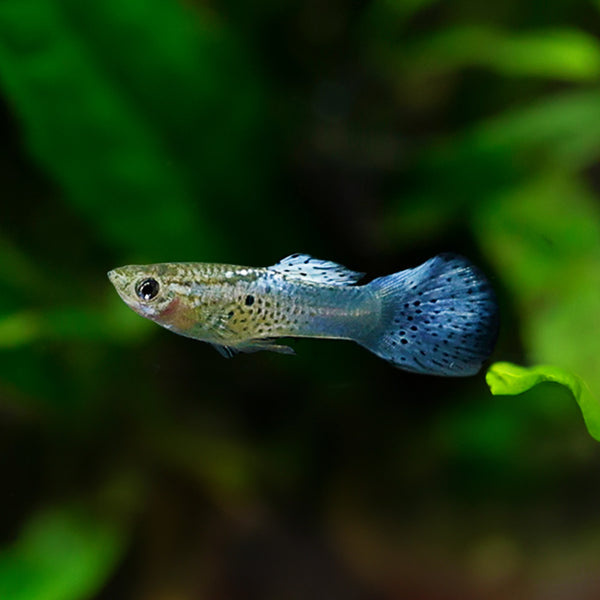 Platinum Cobra Guppy: Elegance And Beauty For Your Aquarium - Flip Aquatics