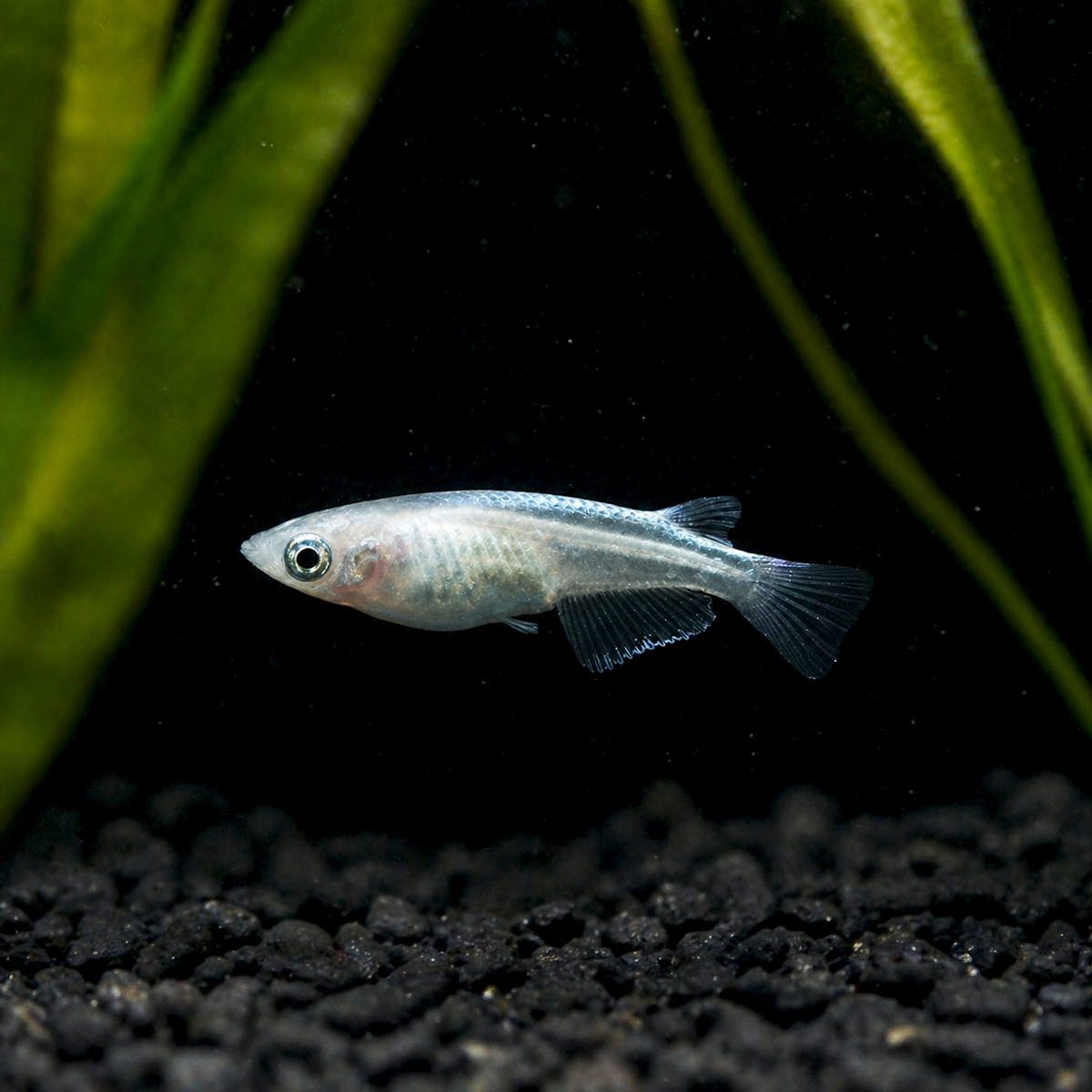 White Medaka Ricefish swimming in an aquarium with black substrate and green plants.
