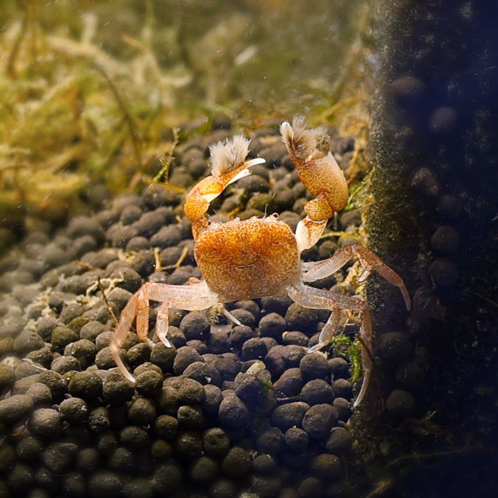 Pom Pom Crab Ptychognathus Barbatus Flip Aquatics pom-pom-crab-ptychognathus-barbatus-flip-aquatics
