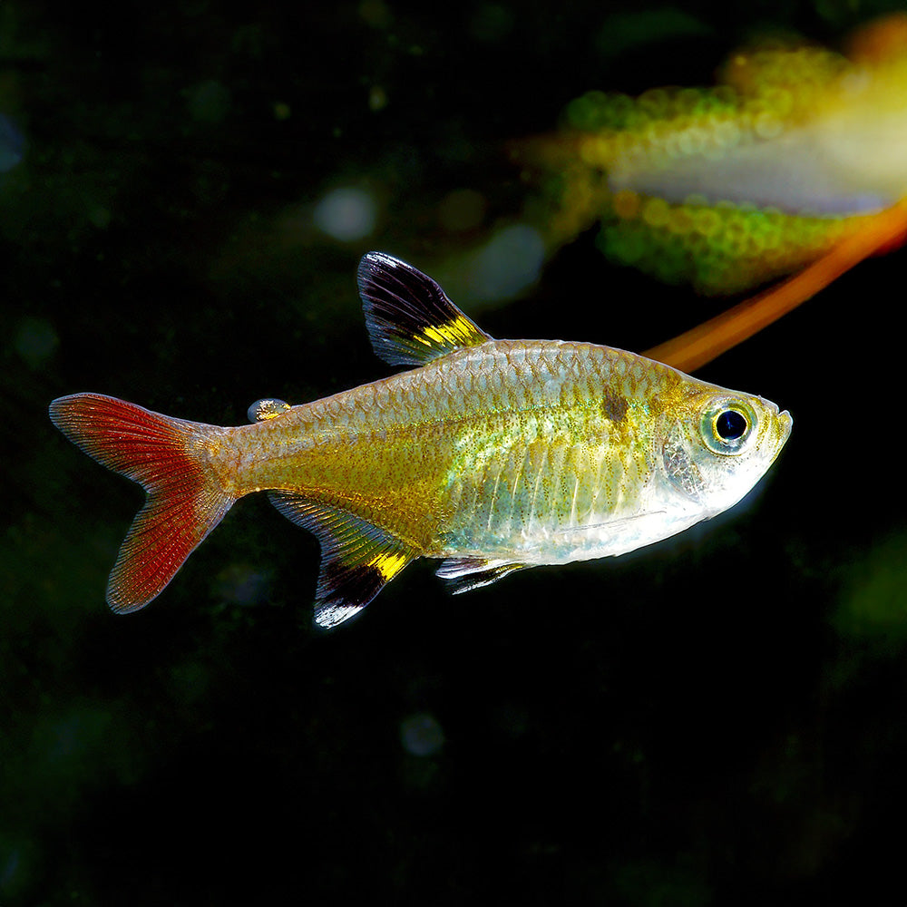 Pristella Tetra (X-Ray)