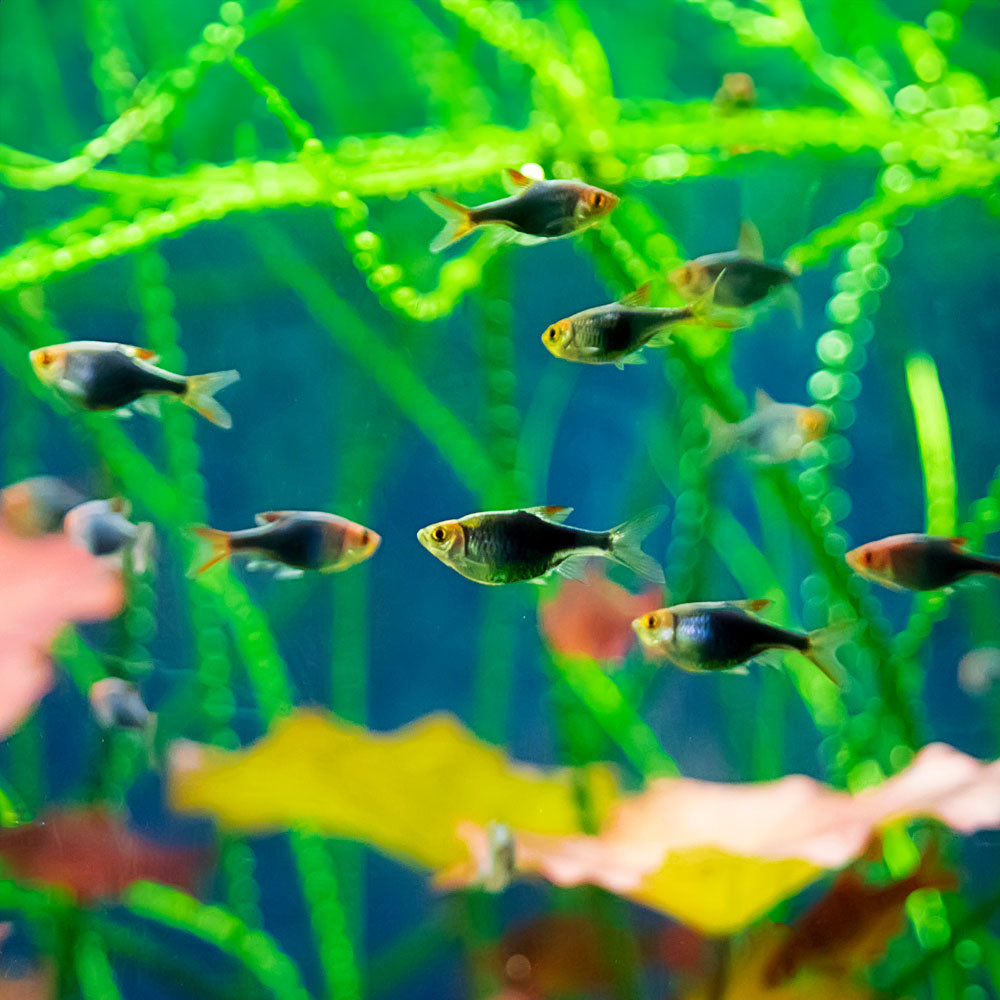 Purple Harlequin Rasbora | Trigonostigma heteromorpha