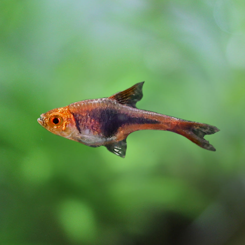 Serpae Tetra Veiltail: Fiery Beauty for Your Aquarium - Flip Aquatics