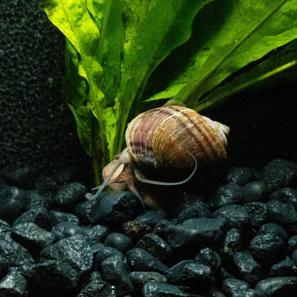 3 Purple Mystery Snails