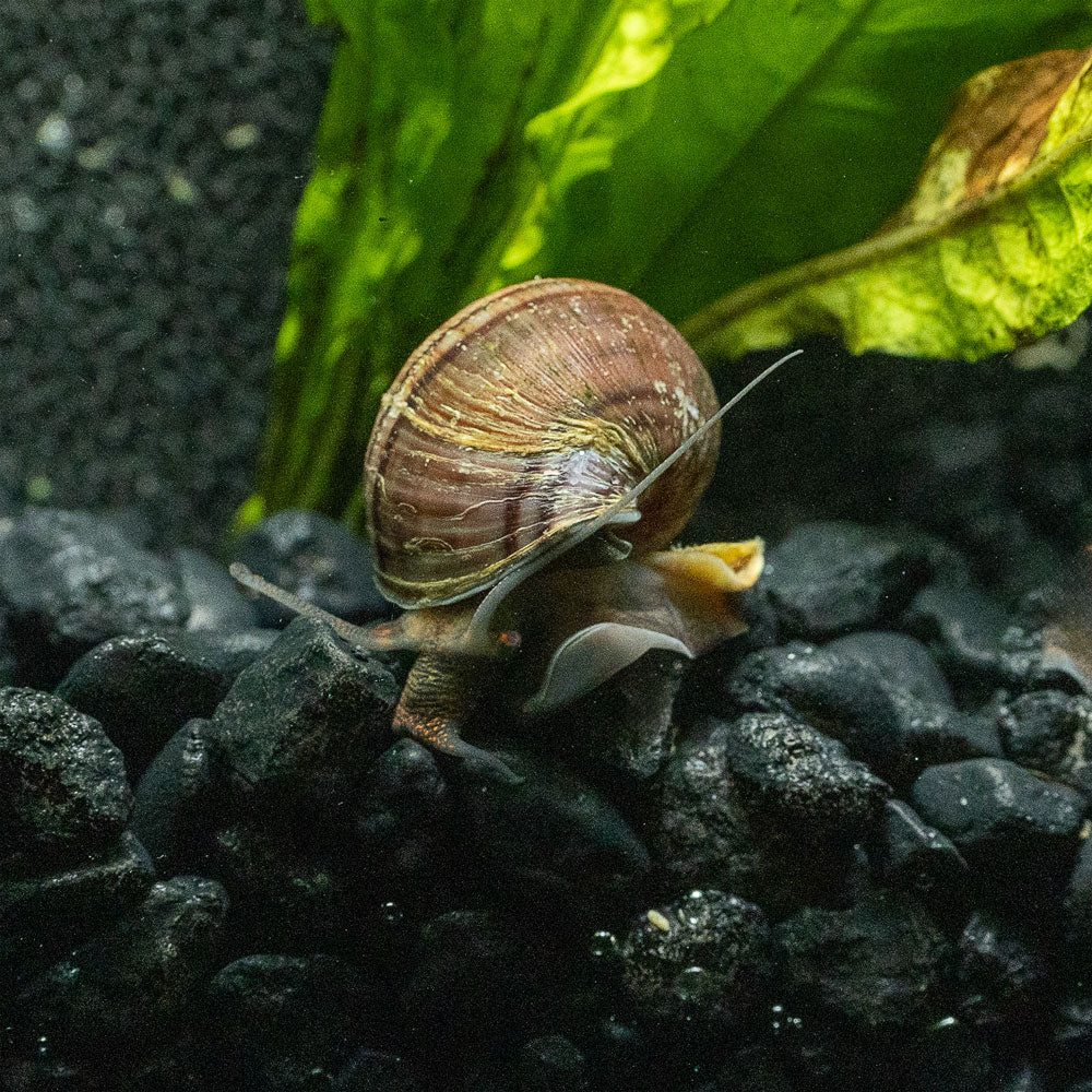 Purple Mystery Snail