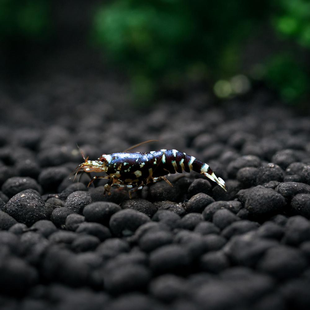 Colorful shrimp on black pebbles with a blurred green background
