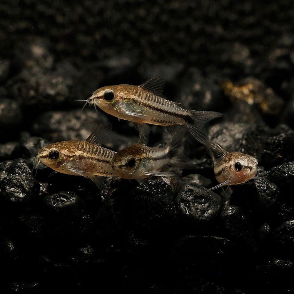 5+1 Pygmy Cory Dwarf Catfish (Corydoras Pygmaeus) – Live Freshwater Aquarium Fish, Great With Moss & Shrimp