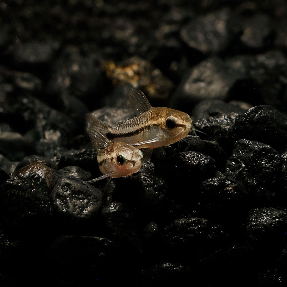 Pygmy Corydoras | Corydoras Pygmaeus