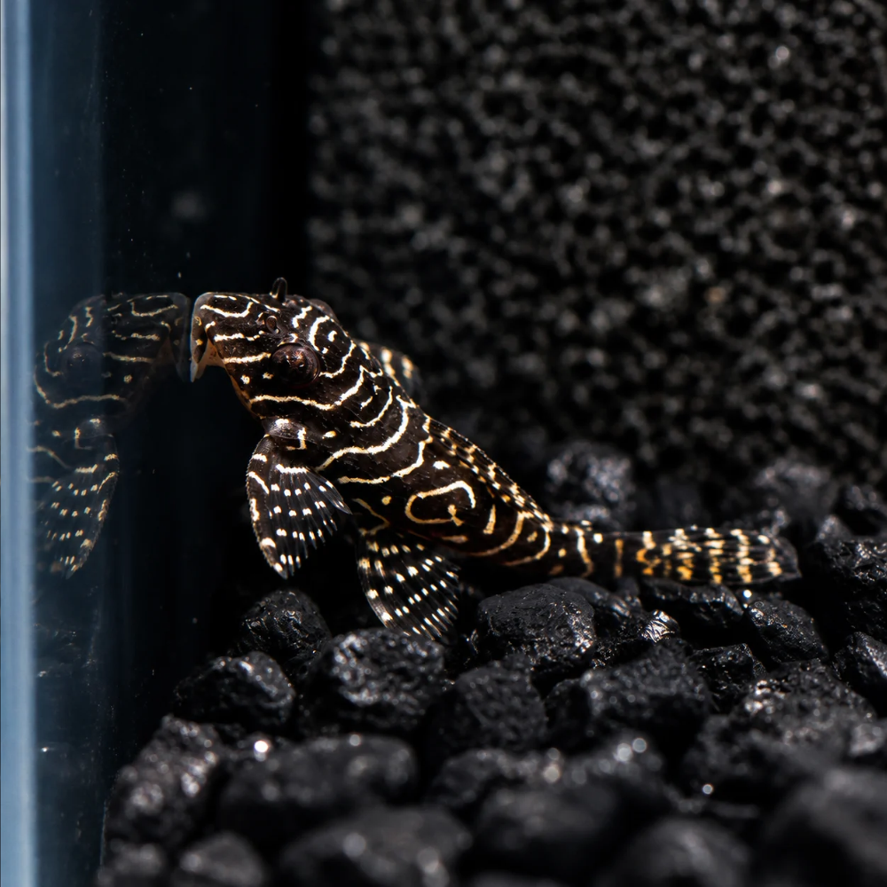 A close-up of a small Queen Arabesque Pleco L260 resting on black gravel inside a tank, with its reflection visible against the glass.