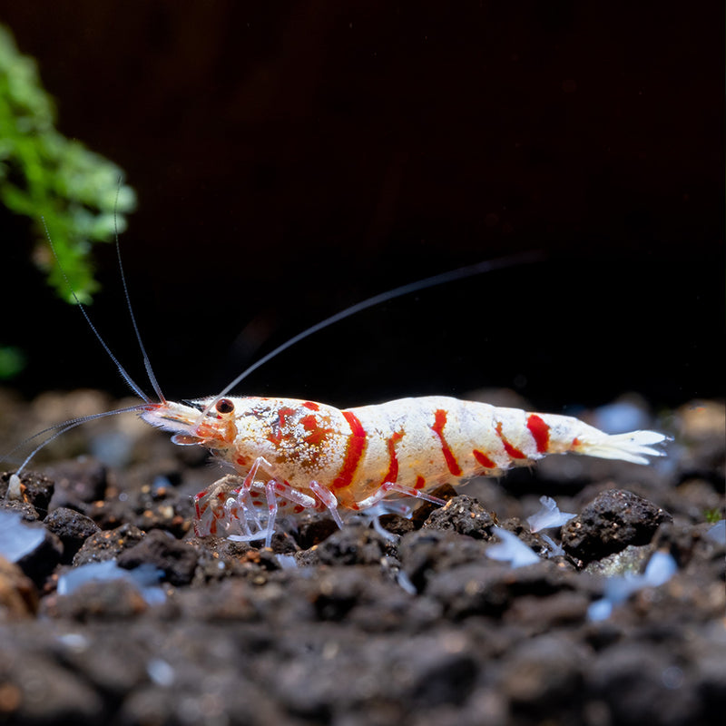 Flip Aquatics | Vibrant Red Fancy Tiger Shrimp - Explore Our Collection