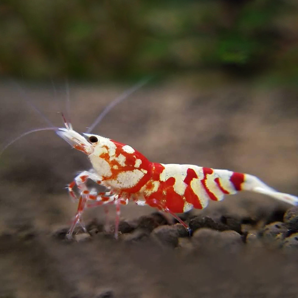 Red Fancy Tiger Shrimp Health Problems: Essential Care Tips