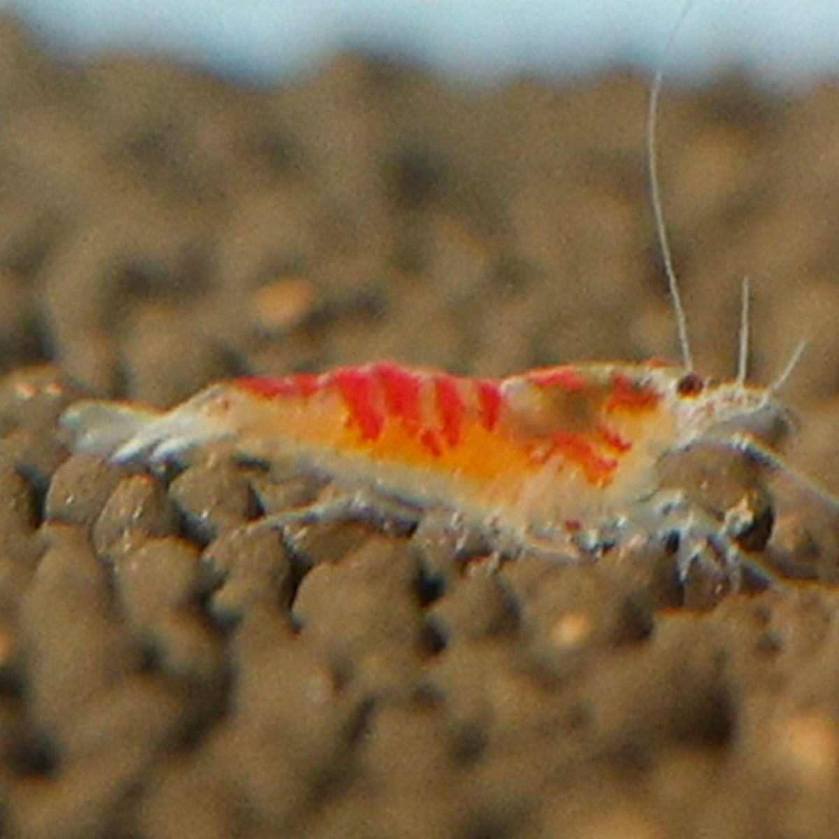 Red Calceo Shrimp
