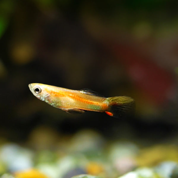 Red Chest Endler Vibrant Colors and Lively Energy for Your Aquarium