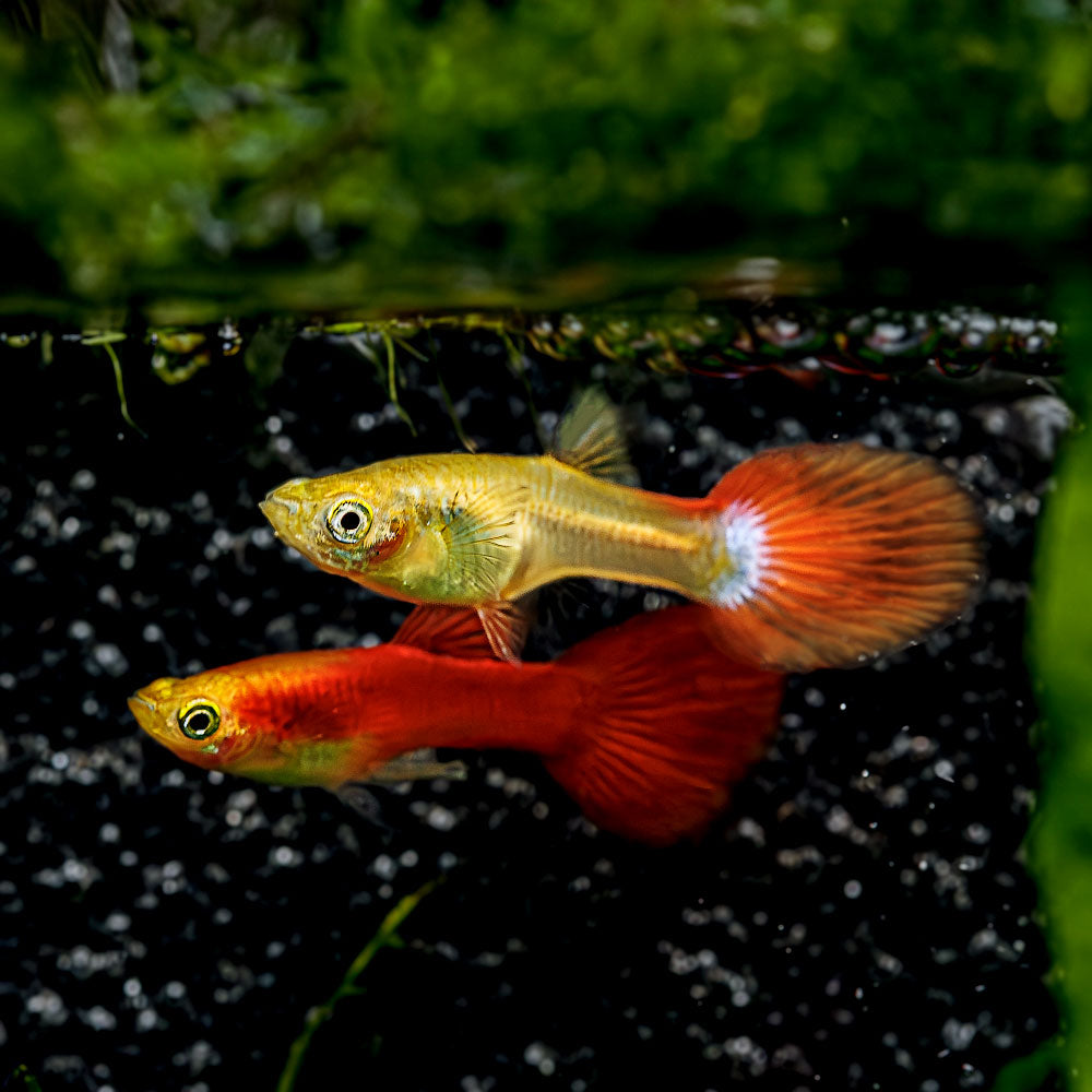 Dwarf Red Flamingo Guppy
