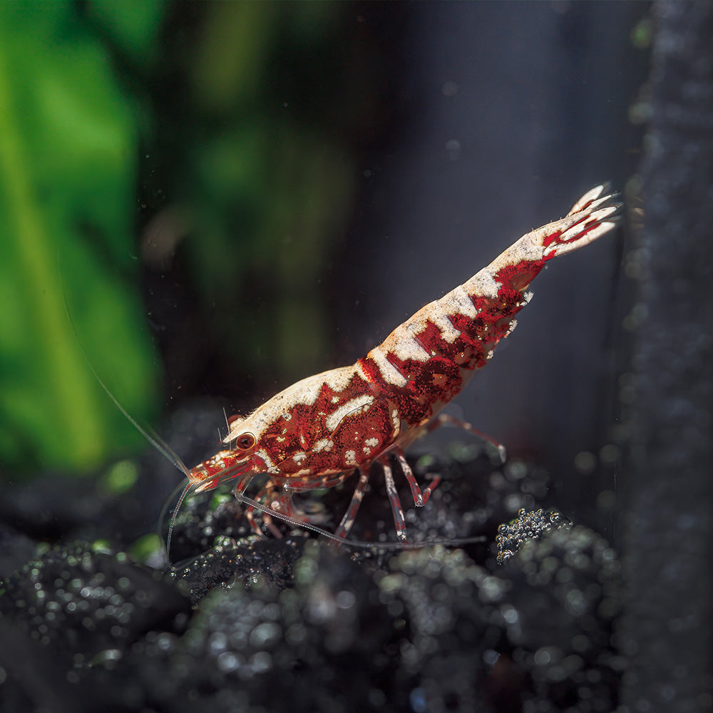 Red Galaxy Pintos - High Grade