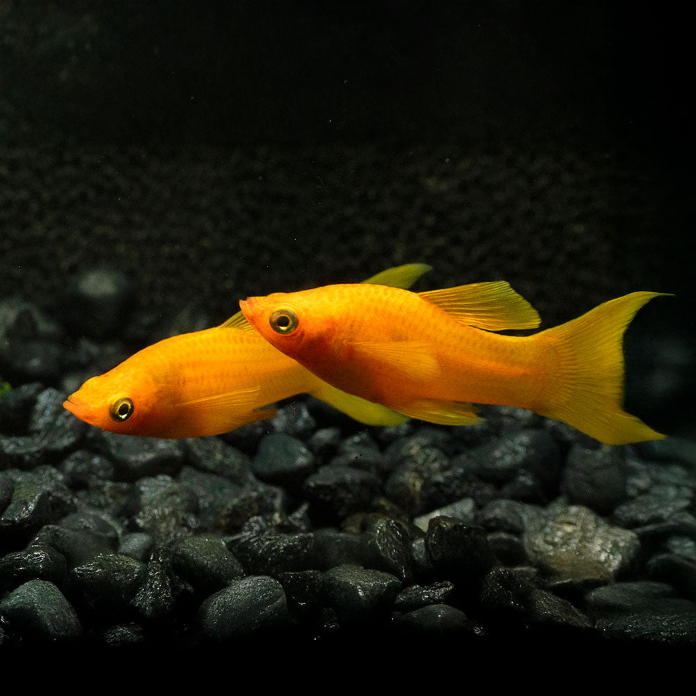 Red Lyretail Molly | Poecilia Sphenop