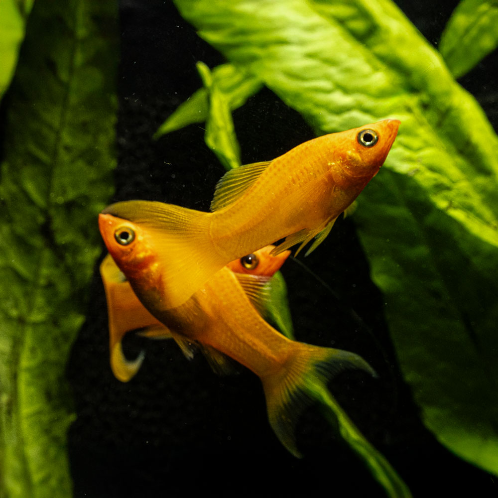 Red Lyretail Molly | Poecilia Sphenop