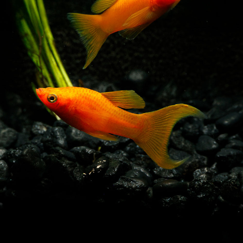 Red Lyretail Molly | Poecilia Sphenop