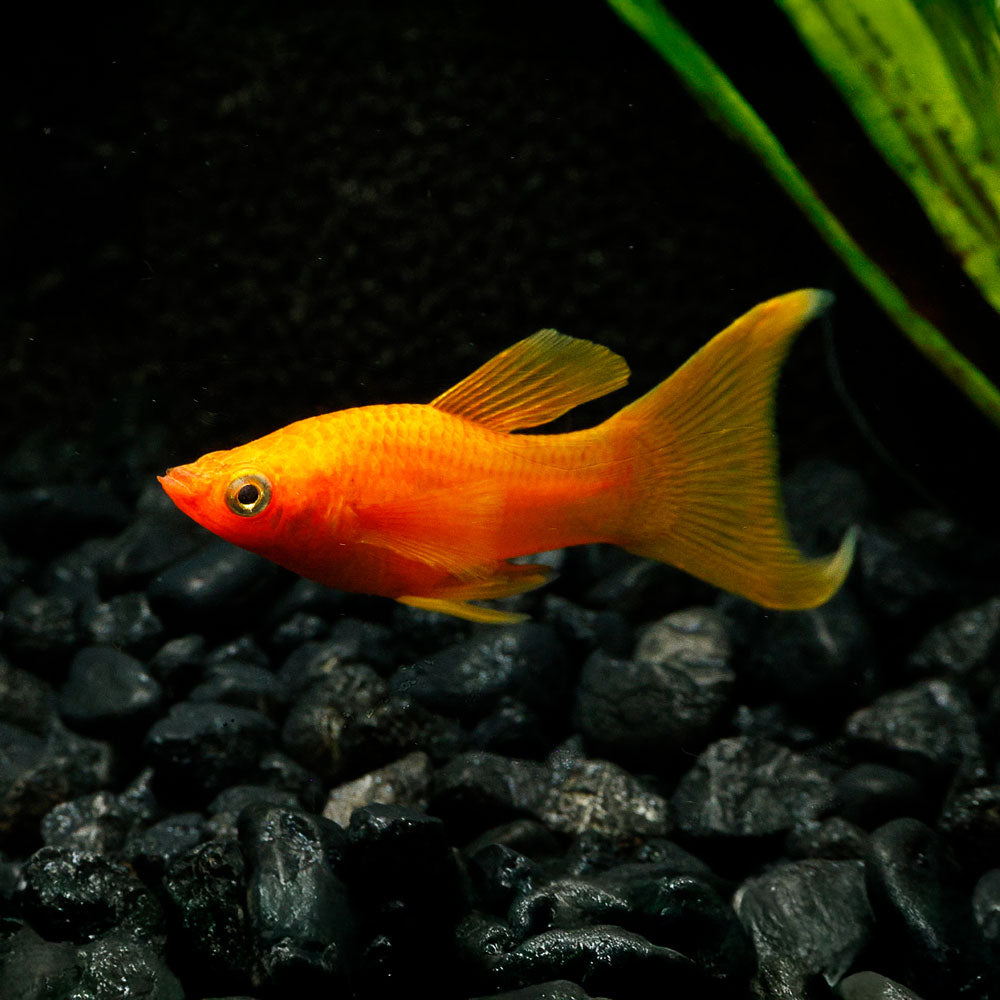 Red Lyretail Molly | Poecilia Sphenop