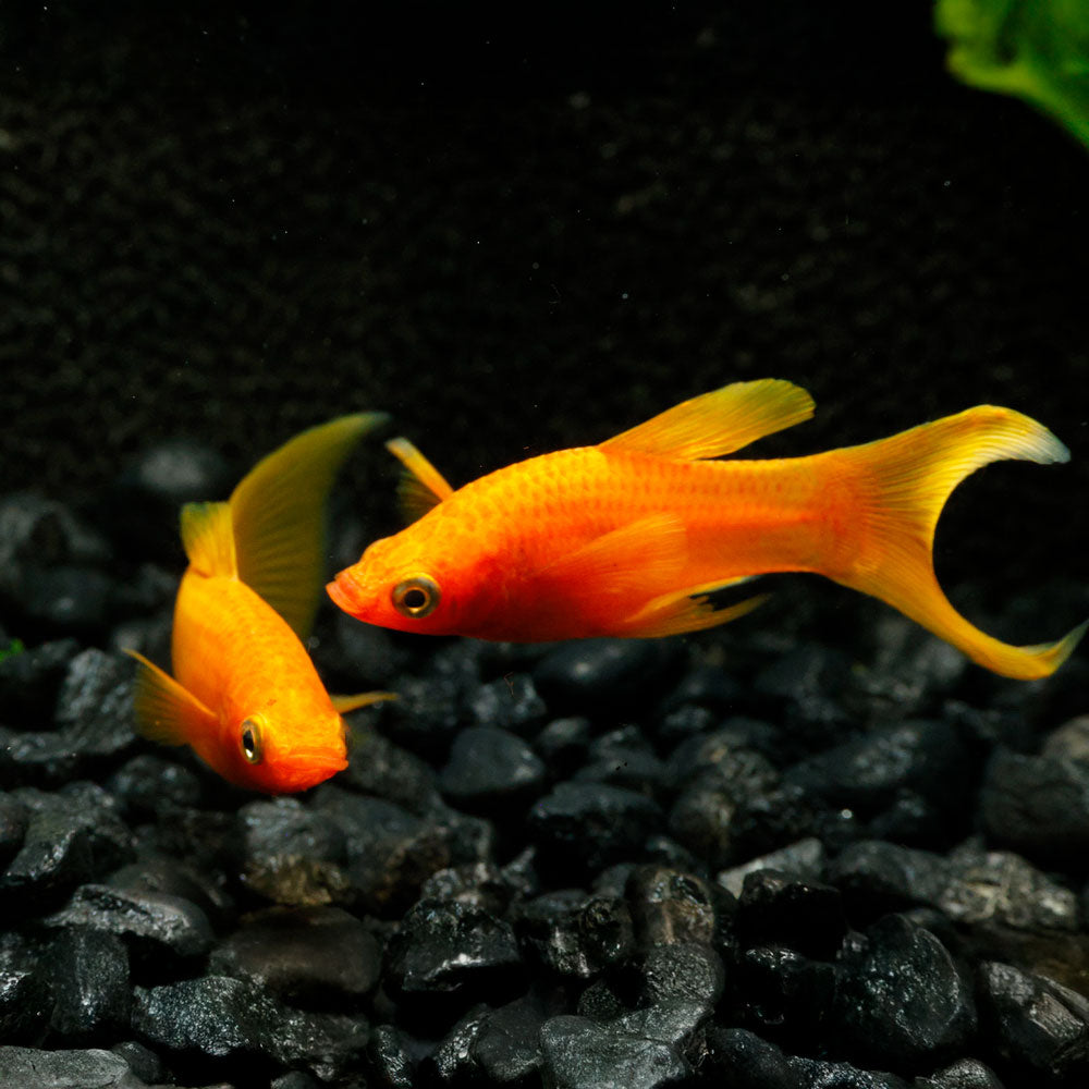 Red Lyretail Molly | Poecilia Sphenop