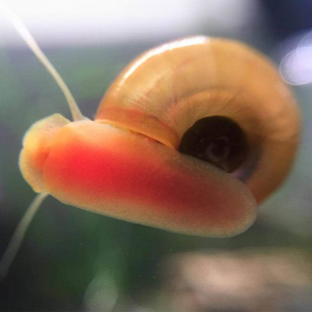 3 Red Ramshorn Snails
